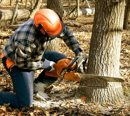 Tree Removal in March Air Reserve Base, CA